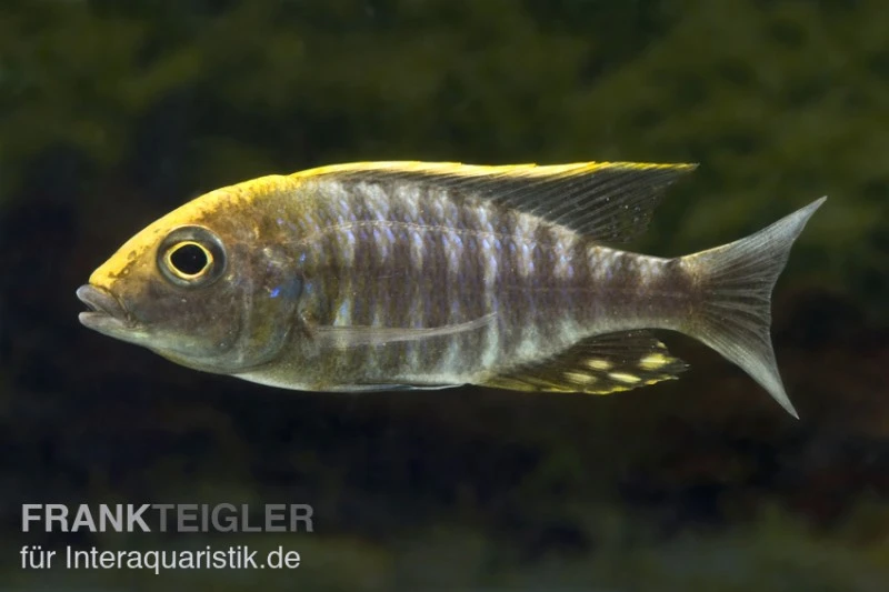 Schwefelkopf-Aulonocara, Aulonocara Maylandi, DNZ 3 Schwefelkopf-Aulonocara, Aulonocara Maylandi, DNZ