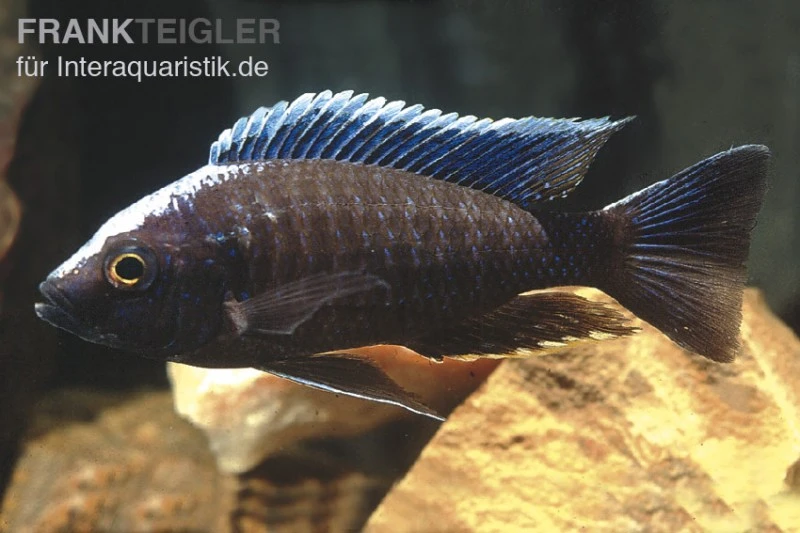 Blauer Orchideen-Aulonocara, Aulonocara Kandeensis 3 Blauer Orchideen-Aulonocara, Aulonocara Kandeensis
