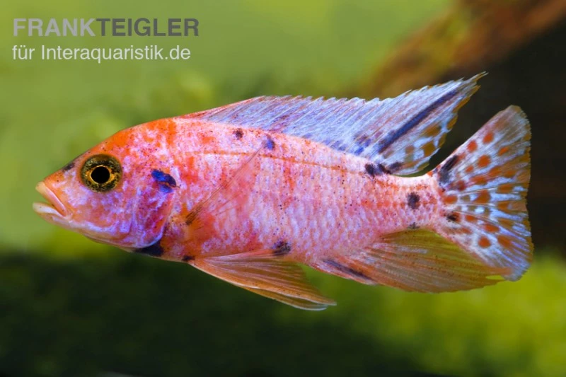 Aulonocara Spec. Mamelad Cat OB, DNZ 4 Aulonocara Spec. Mamelad Cat OB, DNZ – Bild 2