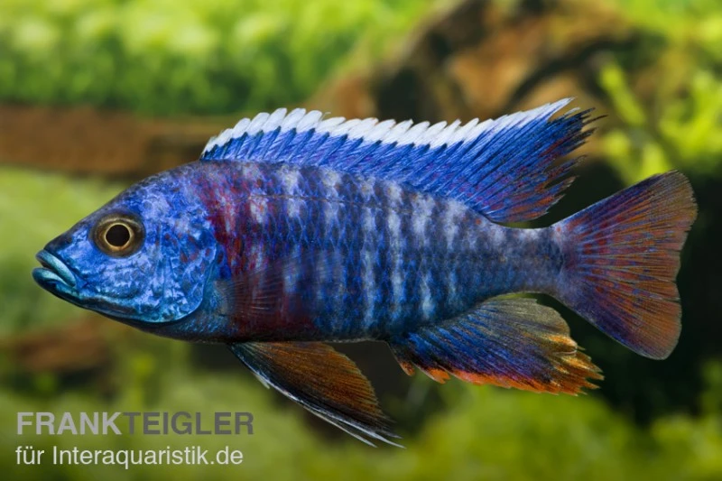 Aulonocara Hansbaenschi "Red Flush" 3 Aulonocara Hansbaenschi "Red Flush"