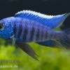 Azur-Cichlide, Copadichromis Azureus Likoma, DNZ 1 Azur-Cichlide, Copadichromis Azureus Likoma, DNZ -Heimtierbedarf 80278 Azur Cichlide Copadichromis azureus Nachzucht 3 5