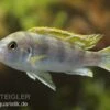 Perlmutt-Labidochromis, Labidochromis Spec. Perlmutt, DNZ 2 Perlmutt-Labidochromis, Labidochromis Spec. Perlmutt, DNZ -Heimtierbedarf 80290 Perlmutt Labidochromis Labidochromis Perlmutt