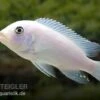 Weißer Zebrabuntbarsch, Metriaclima Zebra "Snow White" -Heimtierbedarf 80308 Weisser Zebrabuntbarsch Metriaclima zebra Snow Whi