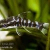 Zebra-Otocinclus, Otocinclus Cocama -Heimtierbedarf 81042 Zebra Otocinclus Otocinclus cocama