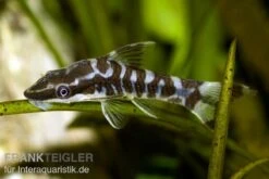 Zebra-Otocinclus, Otocinclus Cocama