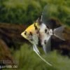 Koi-Skalar, Pterophyllum Scalare