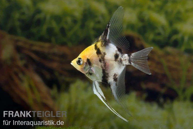 Koi-Skalar, Pterophyllum Scalare 3 Koi-Skalar, Pterophyllum Scalare