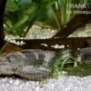 Saugmaulwels, Hypostomus Plecostomus -Heimtierbedarf 81117 Saugmaulwels Hypostomus plecostomus