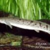 Zaire-Flösselhecht, Polypterus Delhezi -Heimtierbedarf 81927 Zaire Floesselhecht Polypterus delhezi