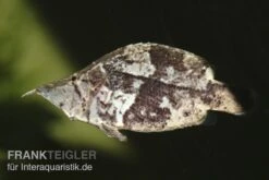 Blattfisch, Monocirrhus Polyacanthus -Heimtierbedarf 81931 Blattfisch Monocirrhus polyacanthus