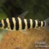 Grüner Leporinus, Leporinus Fasciatus -Heimtierbedarf 81933 Gruener Leoprinus Leporinus fasciatus