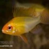 Schmetterlingsbuntbarsch Gold, Mikrogeophagus Ramirezi, DNZ 1 Schmetterlingsbuntbarsch Gold, Mikrogeophagus Ramirezi, DNZ -Heimtierbedarf 81934 Schmetterlingsbuntbarsch gold Mikrogeophagus ramir