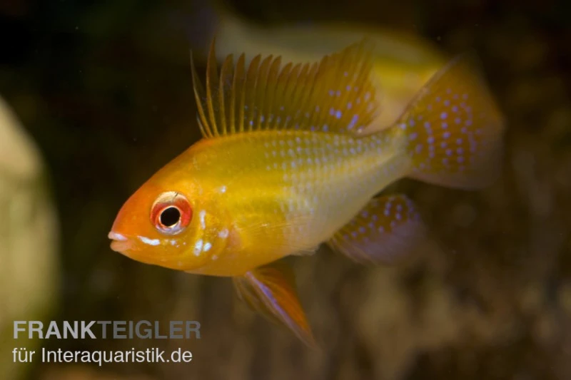 Schmetterlingsbuntbarsch Gold, Mikrogeophagus Ramirezi, DNZ 3 Schmetterlingsbuntbarsch Gold, Mikrogeophagus Ramirezi, DNZ
