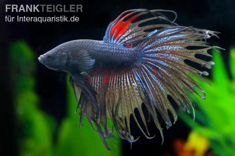 Crown Tail Kampffisch Schwarz, Männchen, Betta Splendens 3 Crown Tail Kampffisch Schwarz, Männchen, Betta Splendens
