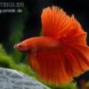 Halfmoon Kampffisch Rot, Männchen, Betta Splendens 2 Halfmoon Kampffisch Rot, Männchen, Betta Splendens -Heimtierbedarf 81955 Halfmoon Kampffisch rot Maennchen Betta splendens
