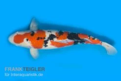Koi-Karpfen Sanke, Cyprinus Carpio, 7-10 Cm (Kaltwasser)