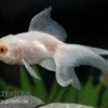 Oranda Weiss, Carassius Auratus (Kaltwasser)