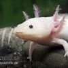 Axolotl Weißling, Ambystoma Mexicanum -Heimtierbedarf 82875 Axolotl Weissling Ambystoma mexicanum