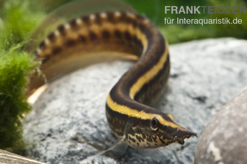 Stachelaal, Macrognathus Lineatomaculatus 4 Stachelaal, Macrognathus Lineatomaculatus – Bild 2