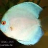 Diskusfisch ASIA-NZ, Symphysodon Discus Blue Diamond -Heimtierbedarf 82879 Diskusfisch Symphysodon discus Blue Diamond