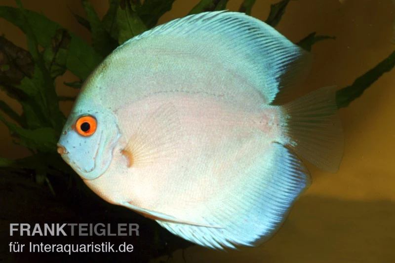 Diskusfisch ASIA-NZ, Symphysodon Discus Blue Diamond 3 Diskusfisch ASIA-NZ, Symphysodon Discus Blue Diamond