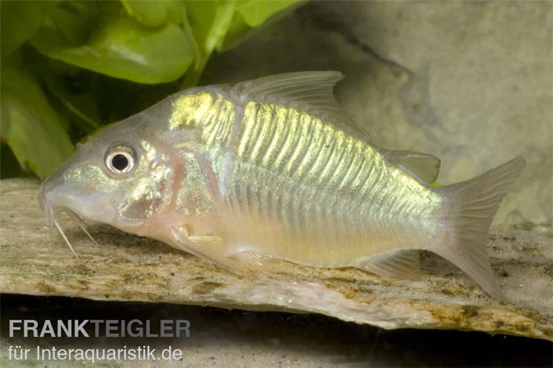 Smaragd-Panzerwels, Brochis Splendens 3 Smaragd-Panzerwels, Brochis Splendens