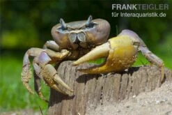 Indonesische Riesenlandkrabbe, Cardisoma Carnifex -Heimtierbedarf 82992 Cardisoma carnifex 3