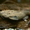 Rio Negro Bratpfannenwels, Amaralia Hypsiura (Rarität!) -Heimtierbedarf 83200 Amaralia hypsiura rio negro bratpfannenwels