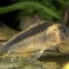 Rostpanzerwels, Corydoras Rabauti -Heimtierbedarf 83247 rostpanzerwels Corydoras rabauti