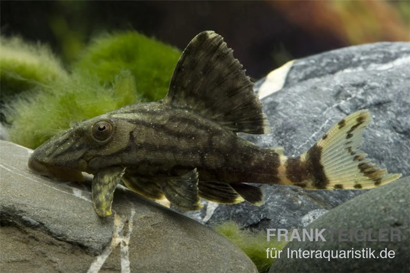 Grüner Panaque, L191, Panaque Sp. 3 Grüner Panaque, L191, Panaque Sp.