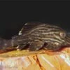 Xingu Pleco, L027, Panaque Cf. Armbrusteri "Xingu" -Heimtierbedarf 83254 Xingu Pleco L027 Panaque cf armbrusteri Xingu