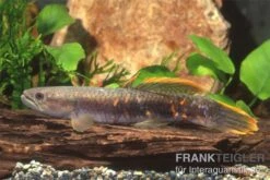 Roter Wolfsalmler Sp. Peru, Erythrinus Sp. Peru Red -Heimtierbedarf 83279 roter wolfssalmler Erythrinus sp PERU