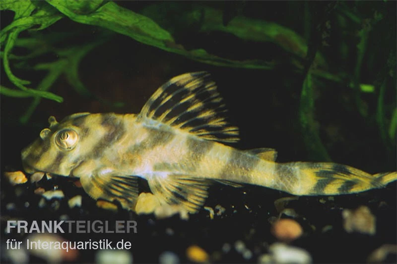 Gestreifter Zwergschilderwels, L15, Peckoltia Vittata, 8-10 Cm 3 Gestreifter Zwergschilderwels, L15, Peckoltia Vittata, 8-10 Cm