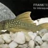 Gelber Phantomwels, L200a, Ancistrus Sp., 12-15 Cm -Heimtierbedarf 83328 Gelber Phantomwels L200a Ancistrus sp