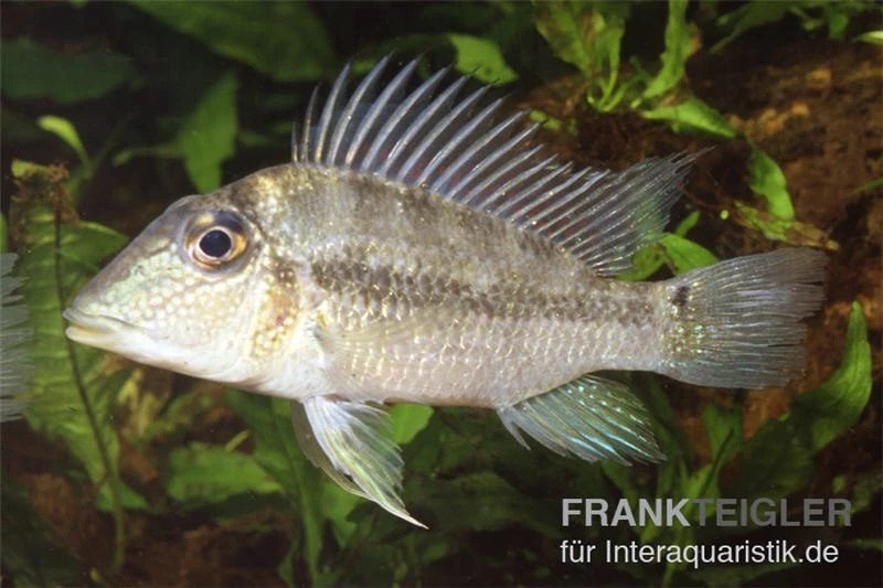 Einpunktdämon, Satanoperca Lilith 3 Einpunktdämon, Satanoperca Lilith