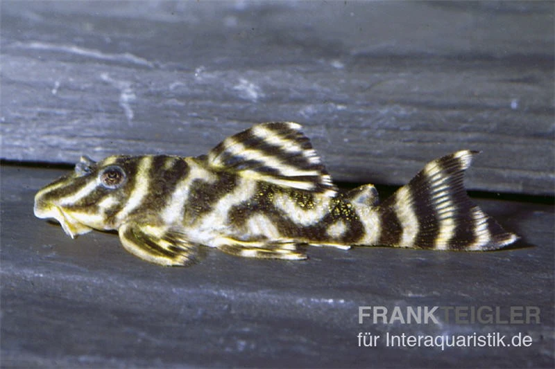 Orinoko-Tigerharnischwels, L199, Hypancistrus Furunculus 3 Orinoko-Tigerharnischwels, L199, Hypancistrus Furunculus