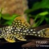Sunshine Pleco, Sonnenwels, L14, Scobiancistrus Aureatus -Heimtierbedarf 83334 Sunshine Pleco Sonnenwels L14 Scobiancistrus aurea