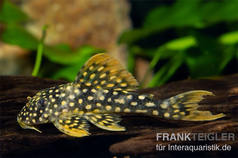 Sunshine Pleco, Sonnenwels, L14, Scobiancistrus Aureatus 3 Sunshine Pleco, Sonnenwels, L14, Scobiancistrus Aureatus