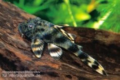 Ucayali-Zwergschilderwels, L205, Peckoltia Sp. -Heimtierbedarf 83341 Ucayali Zwergschilderwels L205 Peckoltia sp