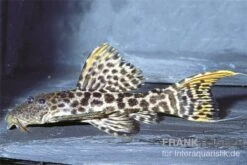 Titanic-Kaktuswels, L 273, Pseudacanthicus Sp