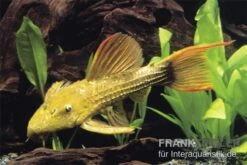 Rotflossen-Kaktuswels, L 24, Pseudacanthicus Cf Serratus