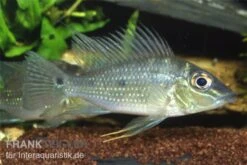 Spitzkopf-Erdfresser, Satanoperca Acuticeps