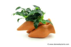 Dennerle Garnelen-Amphore, Anubias Nana "Bonsai" Auf 3er Tonamphore -Heimtierbedarf 85428 Dennerle Garnelen Amphore 800x533px