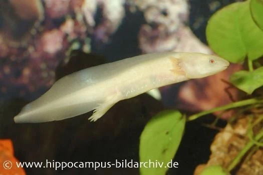 Axolotl Albino, Ambystoma Mexicanum 3 Axolotl Albino, Ambystoma Mexicanum