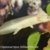 Axolotl Albino XL, Ambystoma Mexicanum 15 Cm -Heimtierbedarf 8880 Axolotl albino Ambystoma mexicanum