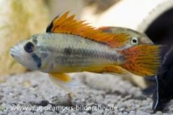 Kakaduzwergbuntbarsch Doppelrot, Apistogramma Cacatuoides, Paarweise 7 Kakaduzwergbuntbarsch Doppelrot, Apistogramma Cacatuoides, Paarweise -Heimtierbedarf 8897 Kakaduzwergbuntbarsch doppelrot Apistogramma cac