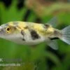 Papagei-Süsswasserkugelfisch, Colomesus Asellus (Rarität) -Heimtierbedarf 9541 Papagei Suesswasserkugelfisch Colomesus asellus Rar