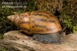 Tiger-Achatschnecke, Achatina Achatina -Heimtierbedarf Achatina achatina 1 WWTFT0300
