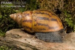 Tiger-Achatschnecke, Achatina Achatina -Heimtierbedarf Achatina achatina WWTFT0302