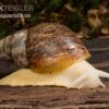 Weisse Achatschnecke, Achatina Fulica "White Jade" 2 Weisse Achatschnecke, Achatina Fulica "White Jade" -Heimtierbedarf Achatina fulica White Jade 1